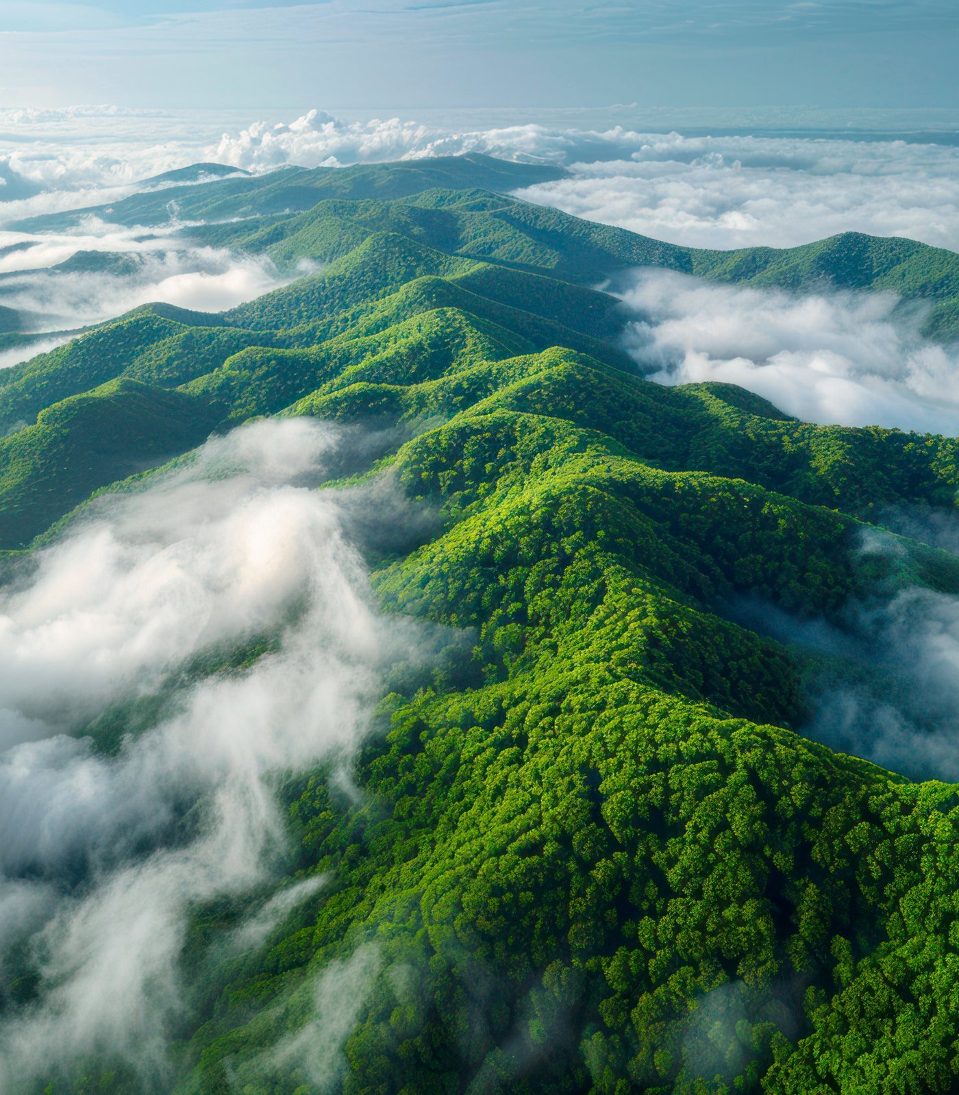 Forested mountain ridge above the clouds — clean air